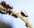 Aphids